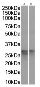 Anti-PRDX4 [SAIC-40A-24]
