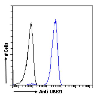 Anti-UBE2I [SAIC-36A-9]