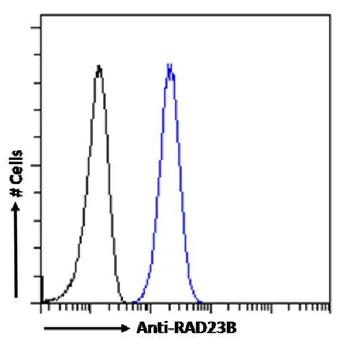 Anti-RAD23B [SAIC-28A-29]