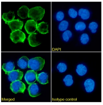 Anti-CD32 [IV.3]