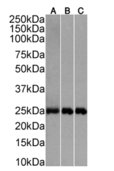Anti-CD3e [898H2-6-15]