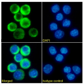 Anti-CD3e [898H2-6-15]