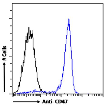 Anti-CD47 [mIAP430]