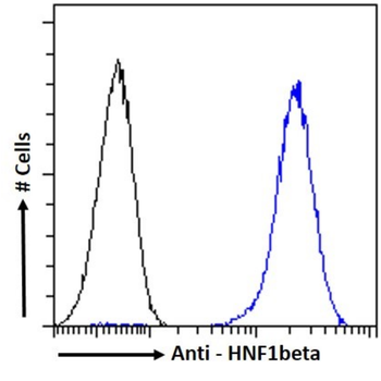 Anti-HNF1beta [11A1]