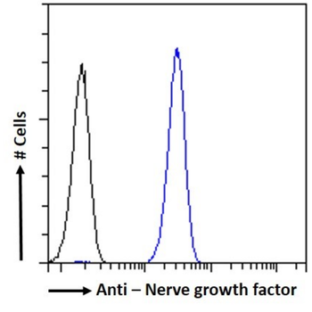 Anti-Nerve growth factor [mab 911]