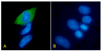 Anti-His tag (C-term) [3D5]