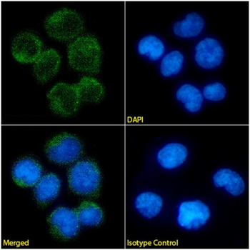 Anti-Gamma Delta TCR [G5-4]