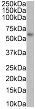 Anti-PD-1 [29F.1A12]