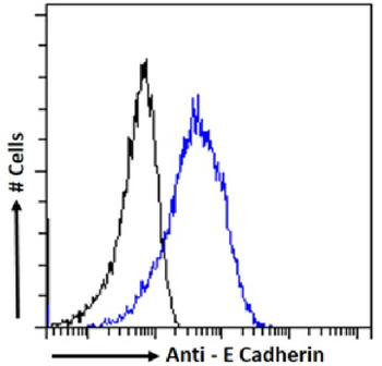 Anti-E Cadherin [4A2]