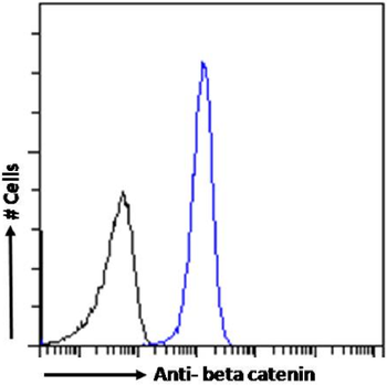 Anti-beta catenin [15B8]