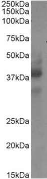 Anti-CD34 [My10]