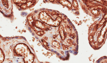 Anti-CD34 [My10]