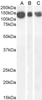 Anti-amyloid beta [6E10]