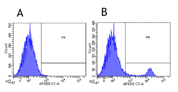 Anti-CD8 alpha/Lyt-2 [YTS 169.4]