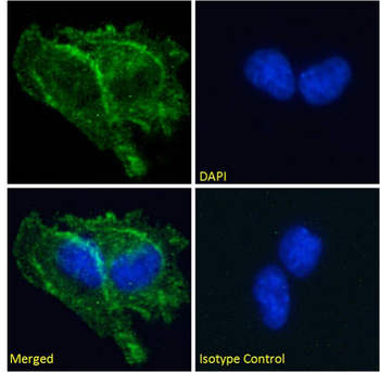 Anti-Prion [3F4]