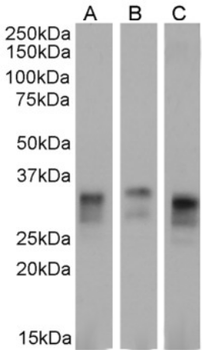 Anti-Prion [3F4]