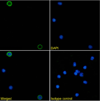 Anti-CD40L [AT161-8]