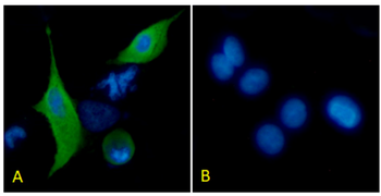 Anti-Podoplanin (MAP tag) [PMab-1]