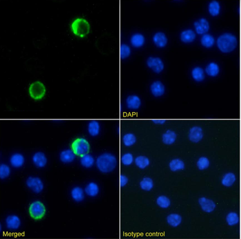 Anti-Ly6G/Ly6C [RB6-8C5]