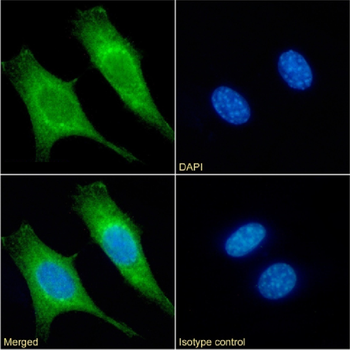 Anti-cytochrome c [3.7C4]