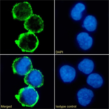 Anti-CD31 [BAG-85D10]