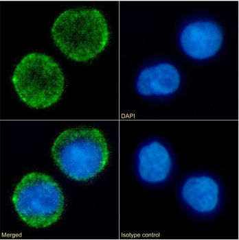 Anti-CD10 [FR4D11]