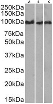 Anti-CD43 [84-3C1]
