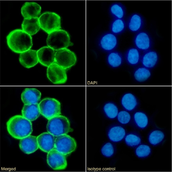 Anti-CD43 [84-3C1]