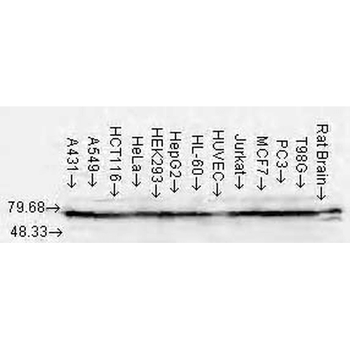 HSP70/HSC70 Antibody: RPE
