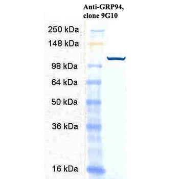 GRP94 Antibody (PerCP)
