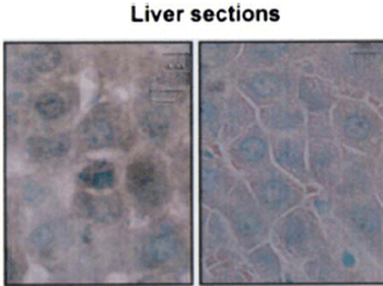 HSP70/HSC70 Antibody (Biotin)