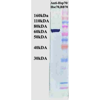 HSP70/HSC70 Antibody (PerCP)
