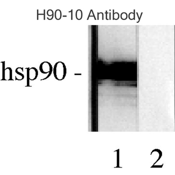 HSP90 Antibody: Biotin