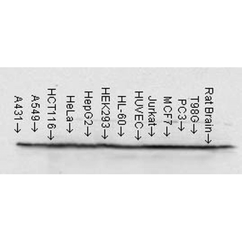 HSP90 Antibody: HRP