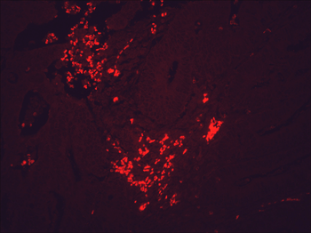 HSP90 Antibody: PerCP
