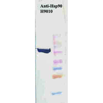 HSP90 Antibody: RPE