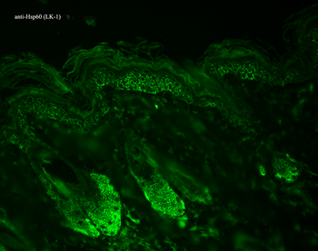 HSP60 Antibody: APC