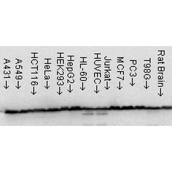 HSP60 Antibody: Biotin