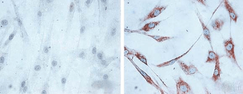 HSP60 Antibody: PerCP