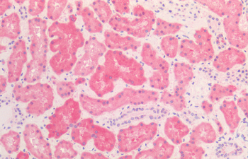 HSP60 Antibody: APC