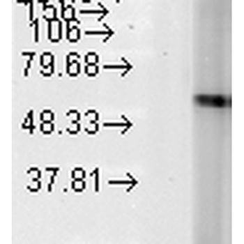 HSP60 Antibody: APC