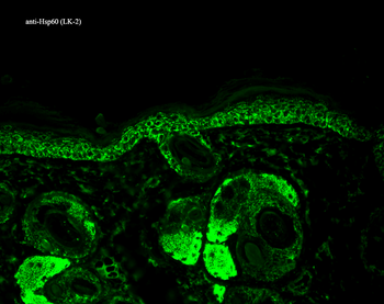 HSP60 Antibody: FITC