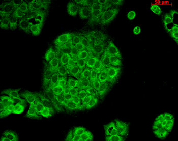 CD74 Antibody: APC