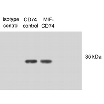 CD74 Antibody: Biotin