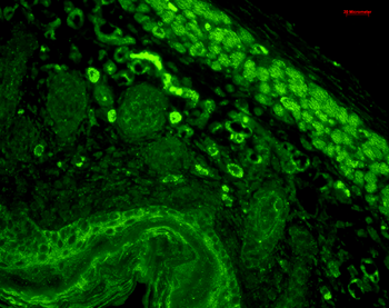 CD74 Antibody: PerCP