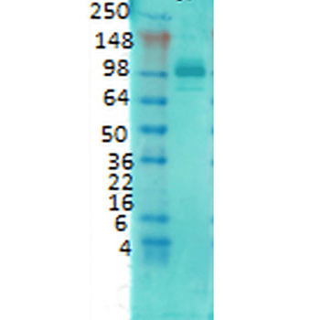 PSD95 Antibody (FITC)