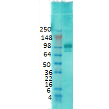 PSD95 Antibody (HRP)