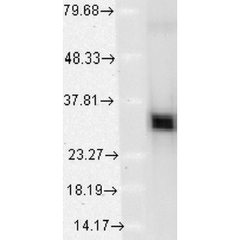 HO-1 Antibody (HRP)