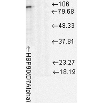 HSP90 Antibody (PerCP)