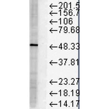FKBP51 Antibody (APC)